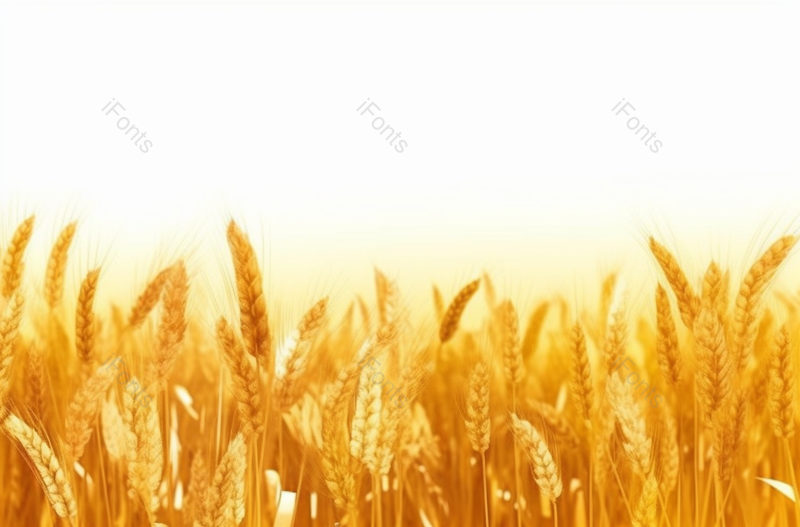 小满芒种节气金黄饱满的麦穗生长谷物丰收季节图像摄影,高清,摄影图,摄影图片,图片大全,摄影图免费下载